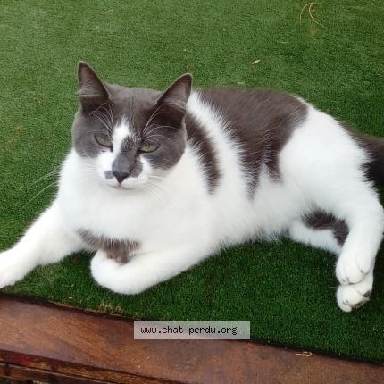 Foto 1/1 MISTY Chat perdido en Houlgate