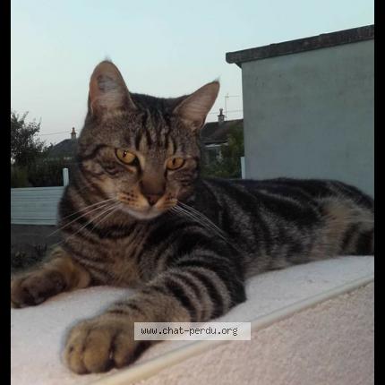 Foto 1/1 NOISETTE Chat perdido en Gignac cressensac