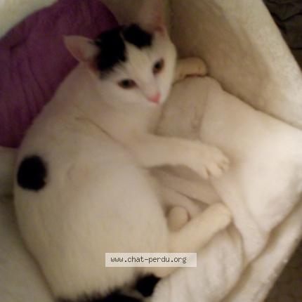 Foto 1/1 Cléo Chat perdido en Maubeuge