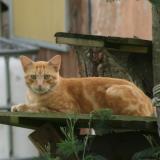 Foto del gato perdido en Roncq