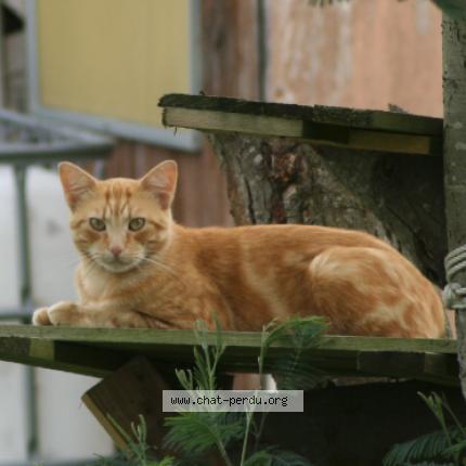 Foto 1/1 ROUPER Chat perdido en Roncq