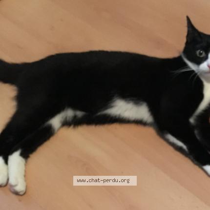 Foto 1/1 opale Chat perdido en Paris