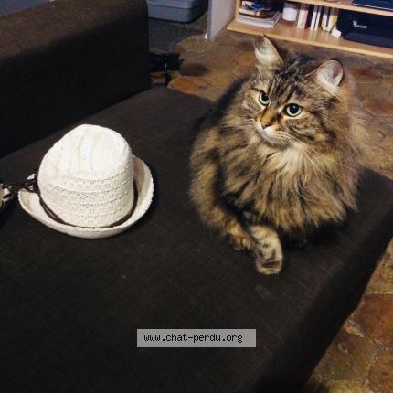 Foto 1/1 Soya Chat perdido en Jouars pontchartrain