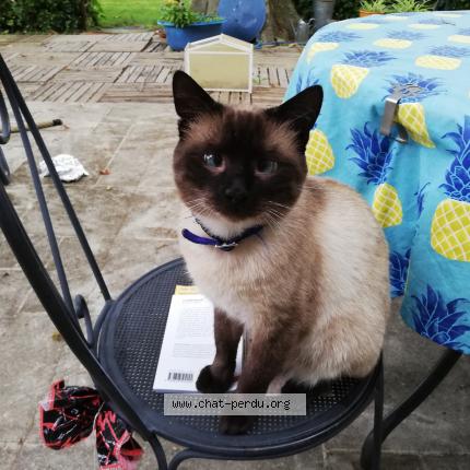 Foto 1/1 artaban Chat perdido en Avignon