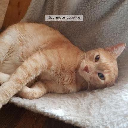 Foto 1/1 lucas Chat perdido en St germain les arpajon