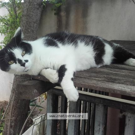 Foto 1/1 Titi Chat perdido en Saint bres