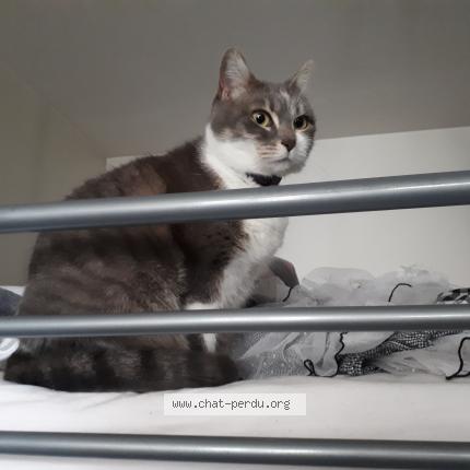 Foto 1/1 Nausica&auml; Chat perdido en Capbreton