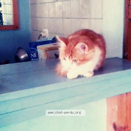 Foto 1/1 Zoé Chat perdido en Albas