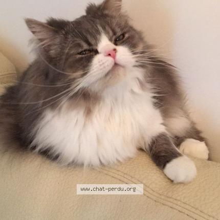 Foto 1/1 Locky Chat perdido en Roussillon