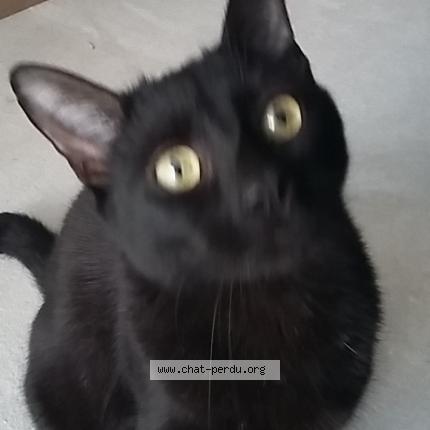 Foto 1/1 Ezekiel Chat perdido en Labbeville