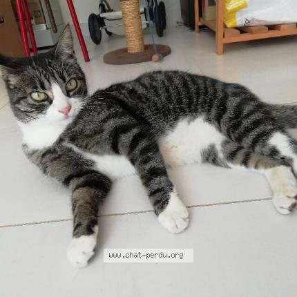 Foto 1/1 Capucine Chat perdido en Dinoze