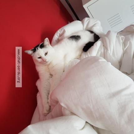 Foto 1/1 MALIBU Chat perdido en Halluin