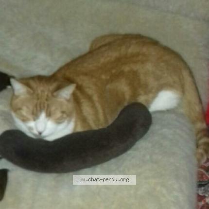 Foto 1/1 Renardeau Chat perdido en Oulins