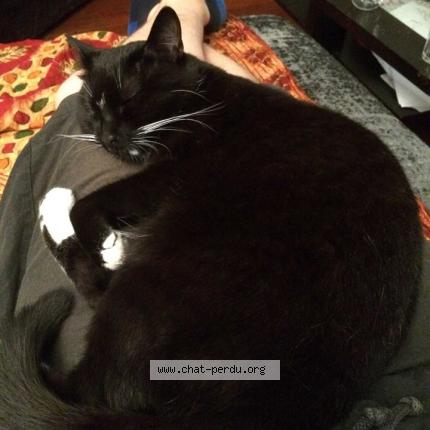 Foto 1/1 Calypso Chat perdido en Sartrouville