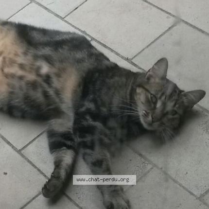 Foto 1/1 Nugget’s Chat perdido en Wattignies