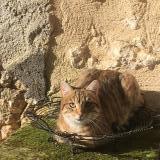 Foto del gato perdido en Celles