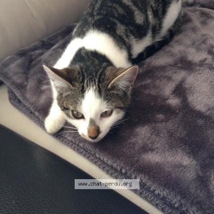 Foto 1/1 BANDIT Chat perdido en Crisse