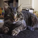 Foto del gato perdido en Hertford Heath