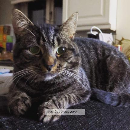 Foto 1/1 Bear Chat perdido en Hertford heath