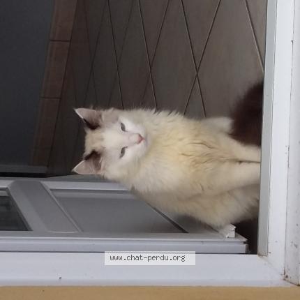 Foto 1/1 Mus Chat perdido en Saint just saint rambert