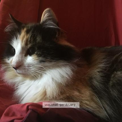 Foto 1/1 Lazy Chat perdido en Poitiers