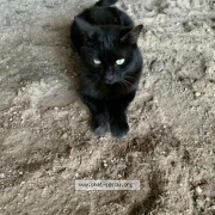 Foto 1/1 Nox Chat perdido en Hauterive