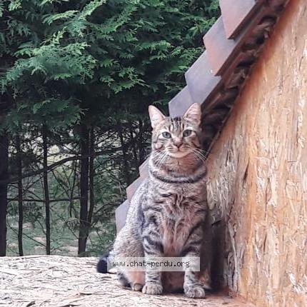 Foto 1/1 Micha Chat perdido en Laurie