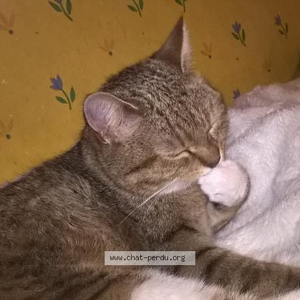 Foto 1/1 news Chat perdido en Steenwerck