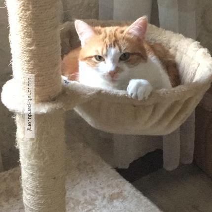 Foto 1/1 ORION Chat perdido en Challans