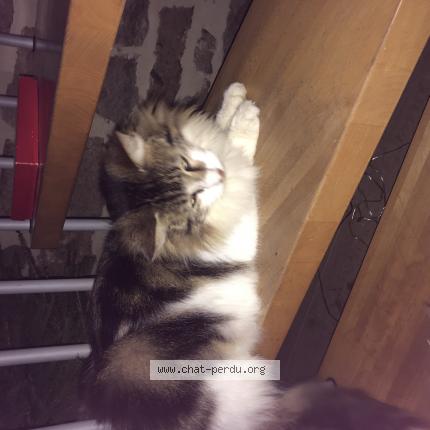 Foto 1/1 Ferdinand Chat perdido en Saint congard