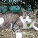 Foto del gato perdido en Villeneuve Tolosane