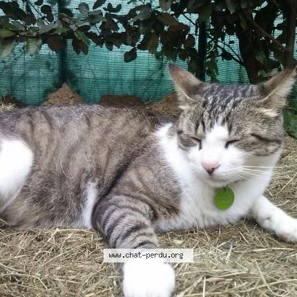 Foto 1/1 Loulou Chat perdido en Villeneuve tolosane