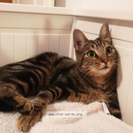 Foto 1/1 Owan Chat perdido en Plaisance du touch