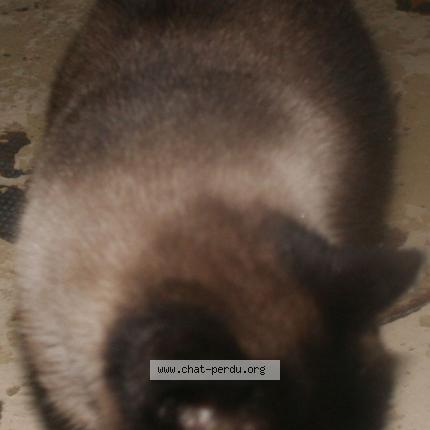 Foto 1/1 Minette Chat perdido en Mimizan