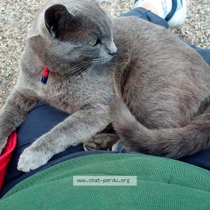 Foto 1/1 GRISOU Chat perdido en Balbigny