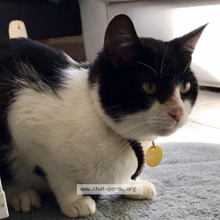 Foto 1/1 GASTON Chat perdido en Noisy le roi