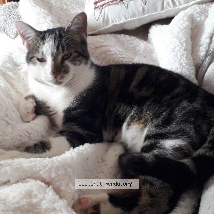 Foto 1/1 Oxo Chat perdido en Marguerittes