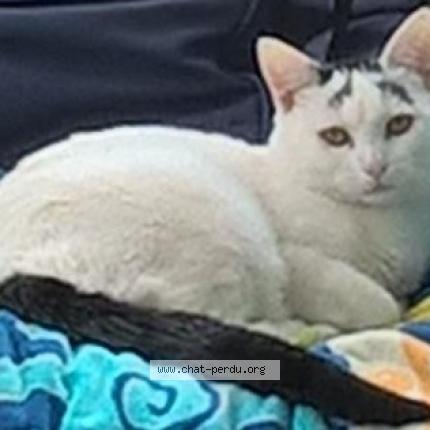 Foto 1/1 Neige Chat perdido en Steenwerck