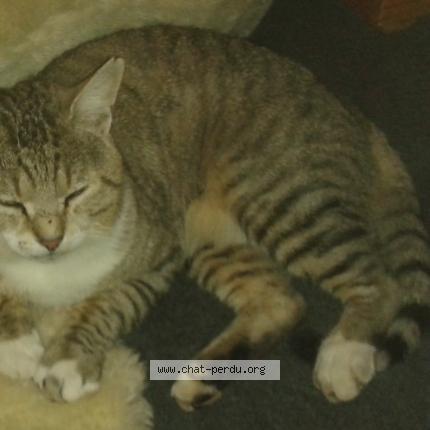 Foto 1/1 mouss Chat perdido en Bordeaux