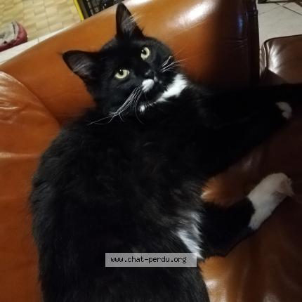 Foto 1/1 Oups Chat perdido en Saint jouvent