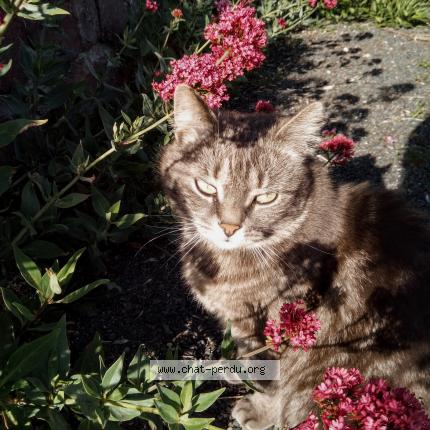 Foto 1/1 Ma Petite Chat perdido en Le havre