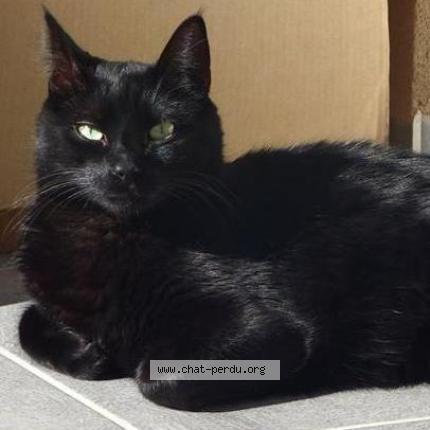 Foto 1/1 Jericho Chat perdido en Romorantin lanthenay