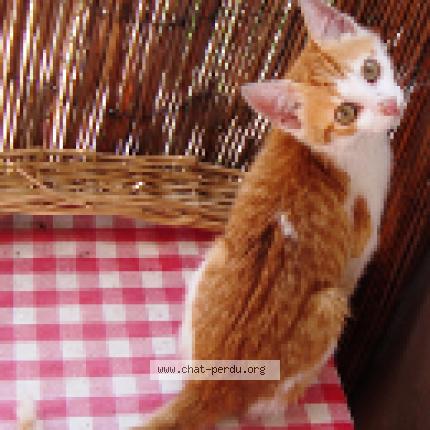 Foto 1/1 Cali Chat perdido en St cyr l ecole