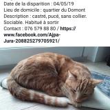 Foto del gato perdido en Delemont