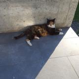 Foto del gato perdido en Delemont