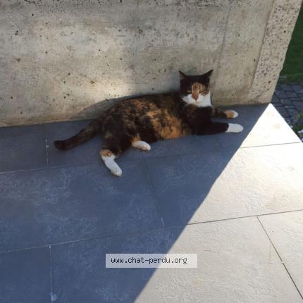 Foto 1/1 Griffy Chat perdido en Delemont