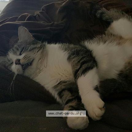 Foto 1/1 Gibson Chat perdido en Meursault