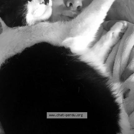 Foto 1/1 Gipsy Chat perdido en Leers