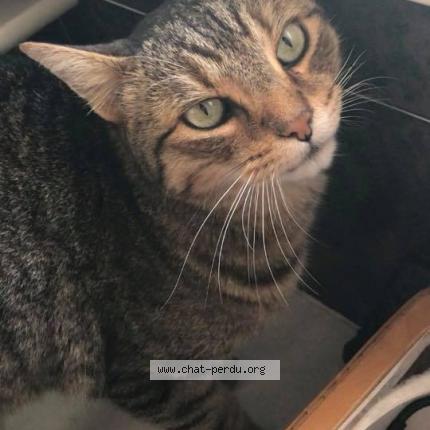 Foto 1/1 Maïdo Chat perdido en Bandol