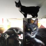 Foto del gato perdido en Eltham